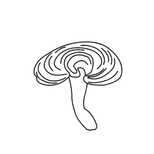 灵芝简笔画