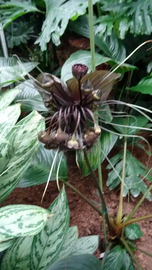 箭根薯科花型花色罕见的老虎须taccachantrieriandre