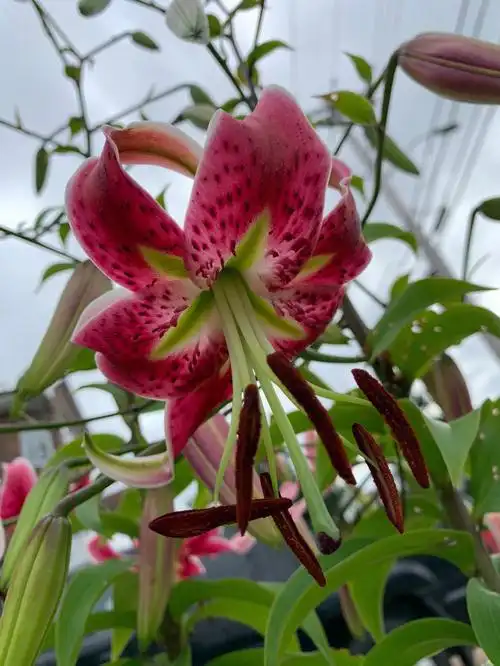 看到香水百合开花 否则花苞时期就被鹿哥04卡恰掉了 来之不易的花期