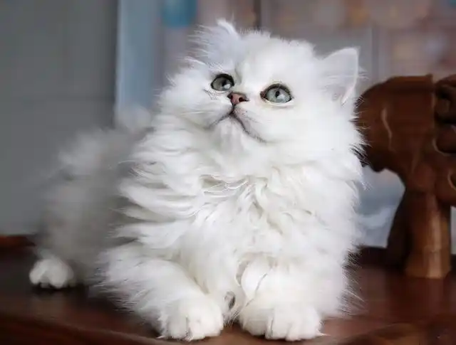 人造猫金吉拉虽然漂亮但这几点很可怕