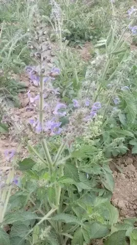 丹参 丹参种苗 东北,山东种苗