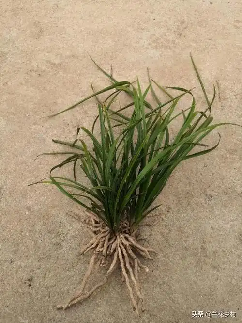 金边草的图片,认识下兰花中的金边草,一兜下山蕙兰边草 第6张