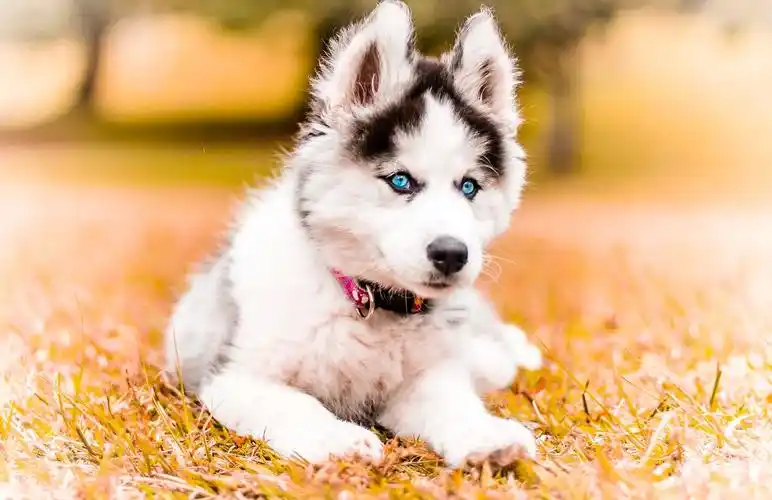 阿拉斯加雪橇犬怎么剪指甲?给阿拉斯加雪橇犬剪指甲的方法-宠友帮宠物