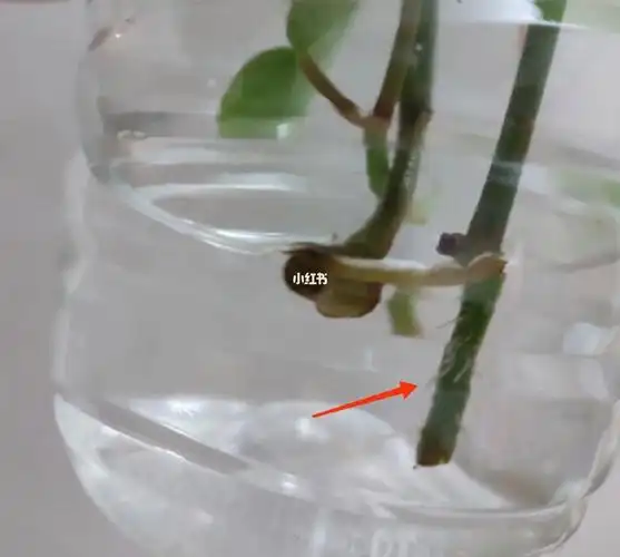 不知啥品种的竹节海棠水培扦插十天长根0523