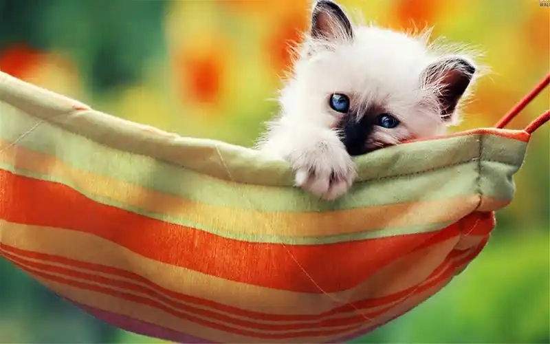 可爱动物萌宠高清桌面壁纸图片大全