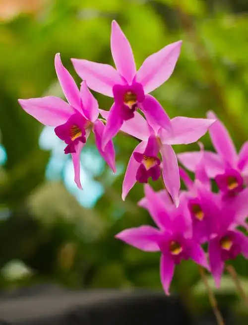 红泼墨石斛兰的养殖方法和注意事项 红泼墨石斛兰是一种珍贵的兰花