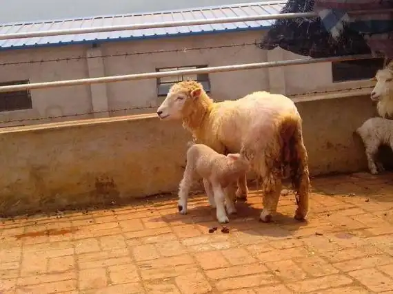 一组小羊图片懂羊爱羊的畜牧人