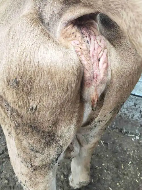 牛起了这样的疙瘩什么情况眼皮上也有不精神