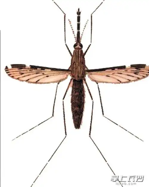 长沙设26个点监测蚊密度以身诱蚊摸清蚊子的底细