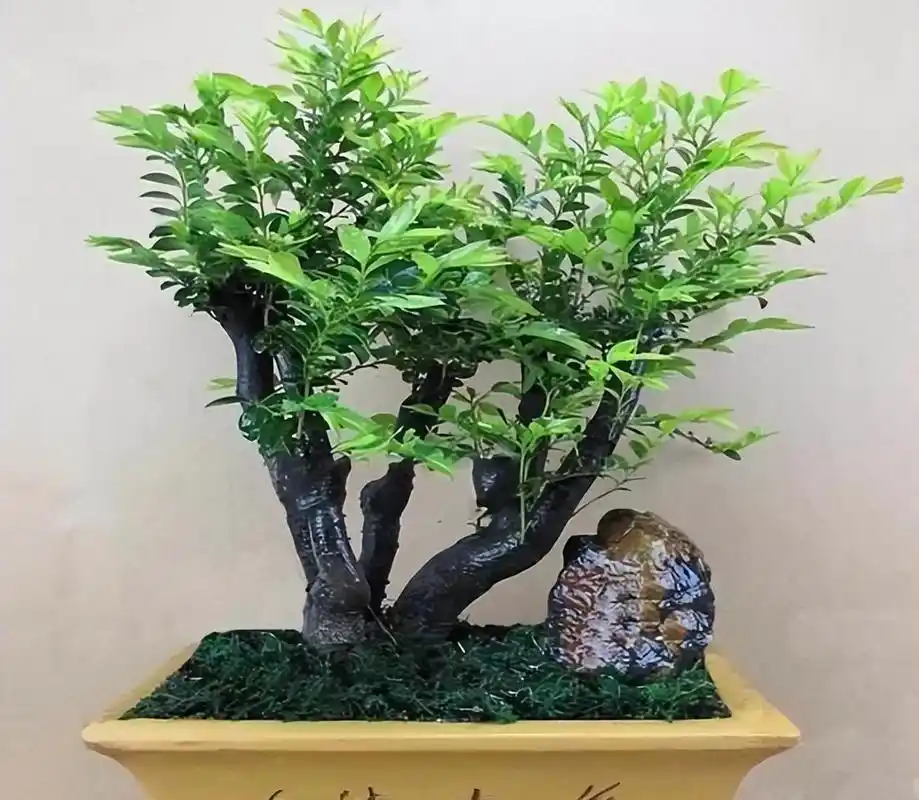 家里养盆小叶紫檀盆栽,皮实好养,寓意美好,值得拥有!