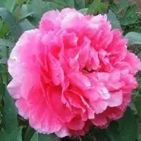 女性牡丹花微信头像【点击鼠标右键下载】