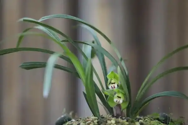 最名贵的10种兰花图片,莲瓣兰排在第一名