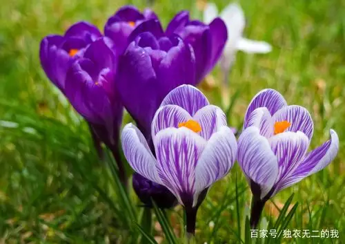 各种鲜花的图片大全(各种鲜花的图片大全大图)