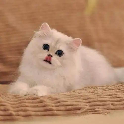 金吉拉猫宠物猫幼崽猫咪活体纯白幼猫长毛波斯系