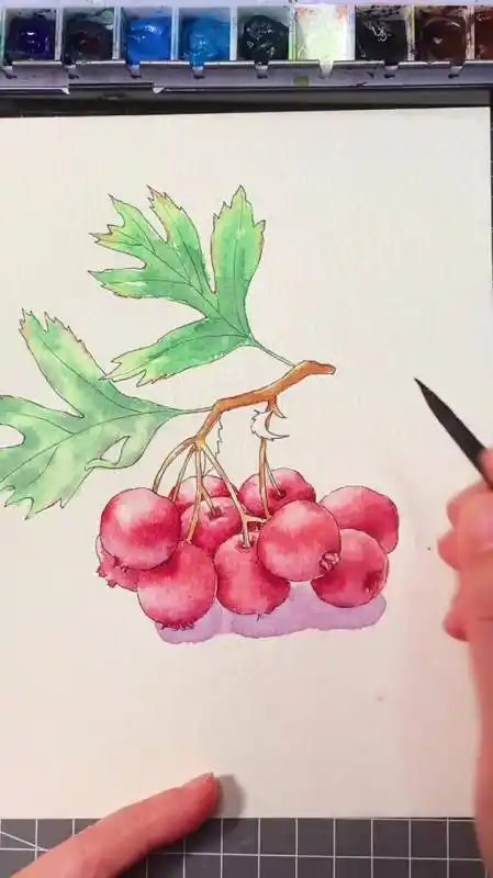 手绘山楂过程钢笔淡彩原创水彩绘画-度小视