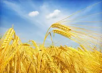 麦穗             图片