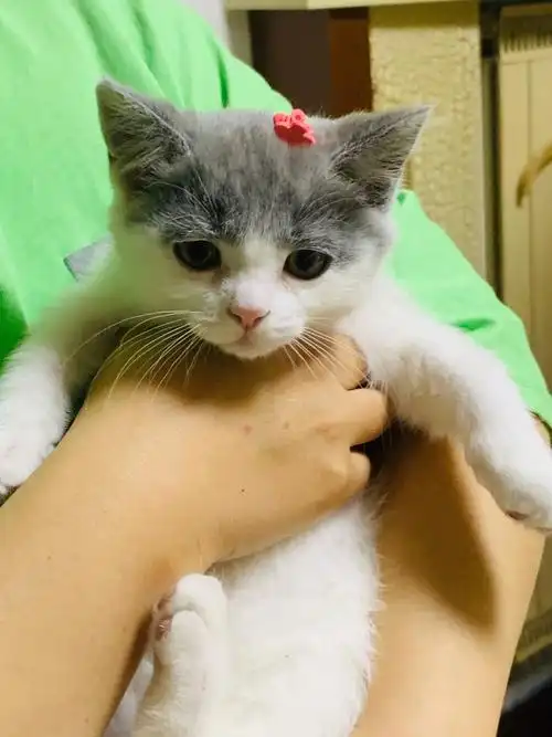 英短蓝白梵花自家猫宝宝