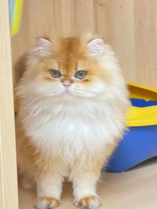 熊版ny12色长毛金渐层