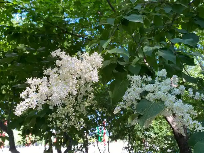 长白山下的暴马丁香西海菩提树