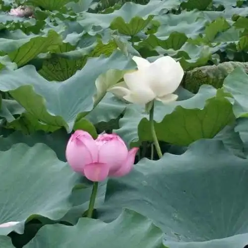 淡然若水的头像图片 适合淡然若水的头像_布阁拉