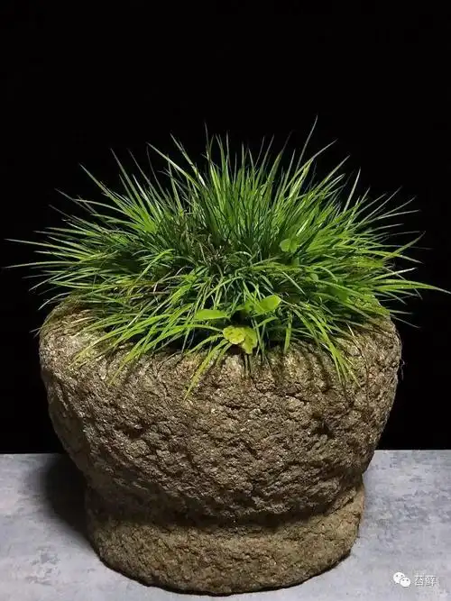 菖蒲盆景禅意之美