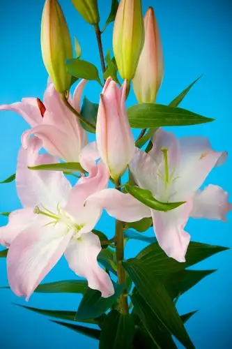 百合花图片大全 香水百合 纯洁的味道