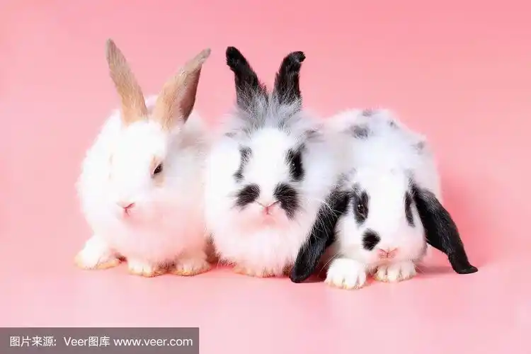 三只毛茸茸的可爱小兔子在甜美的粉红色背景上.