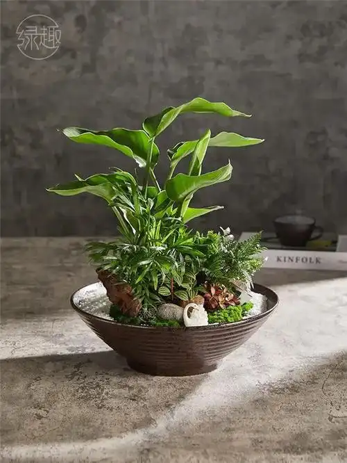 有颜有品的艺术盆栽,都是如何创意的? - 文竹蝴蝶兰 - 实验室设备网