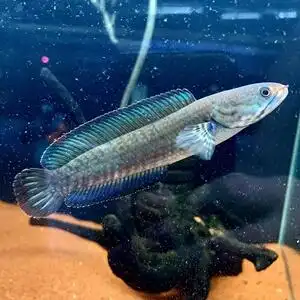 蓝帆阿萨姆奶茶雷龙鱼蓝宝石淡水幼苗子活体中小型观赏鱼