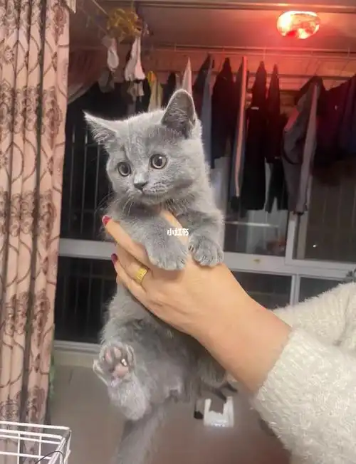 蓝猫有喜欢的吗领养价西安