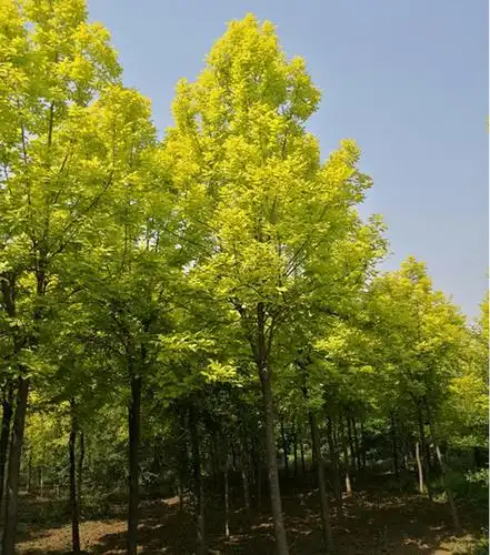 金叶白蜡树在生长中都到害虫侵害如何解决? - 天津蓟县民鑫苗圃