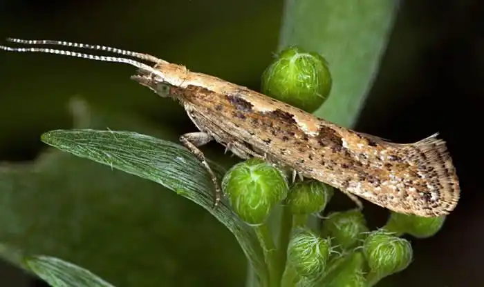《生物工程和生物技术前沿》:美国第一批经过基因编辑的雄性小菜蛾被