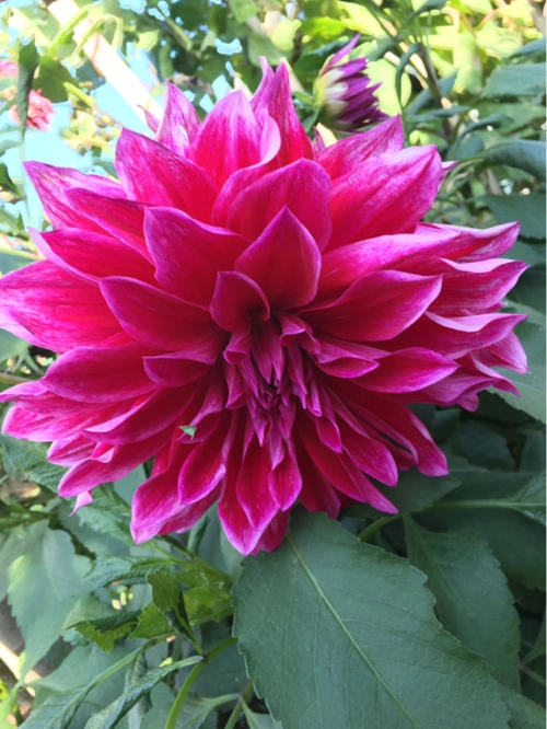 荷兰进口的大丽花花色更多样花期时间长