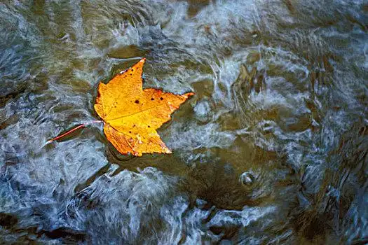 北美,美国,瀑布,新英格兰,枫叶,水中,珍珠,阿瓦隆,小路,靠近