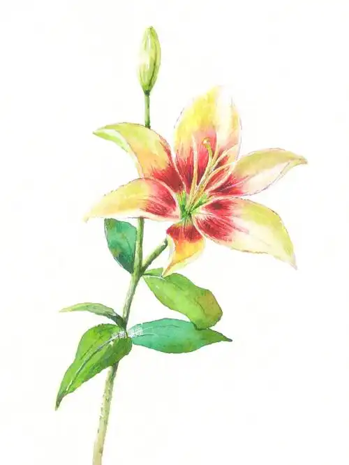 水彩百合花