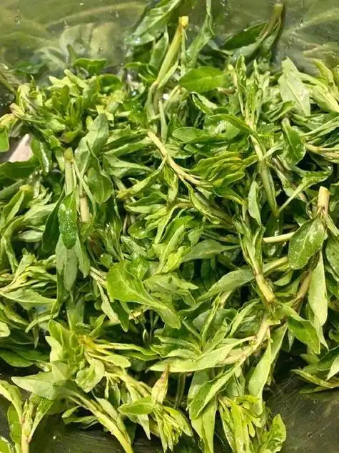 枸杞芽营养丰富用途广泛利用价值高