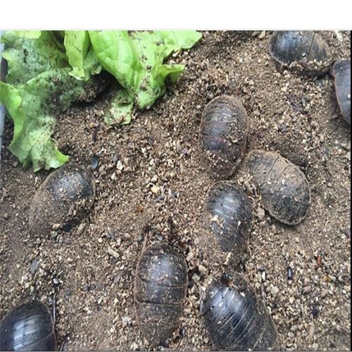 伟博土元活体野外生长土鳖虫地鳖虫产卵骨伤30只起拍