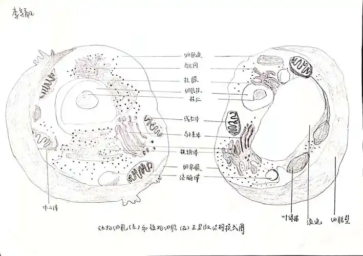 高一4班李享靓(二等奖)在此次细胞结构示意图的绘画活动中,我主要从
