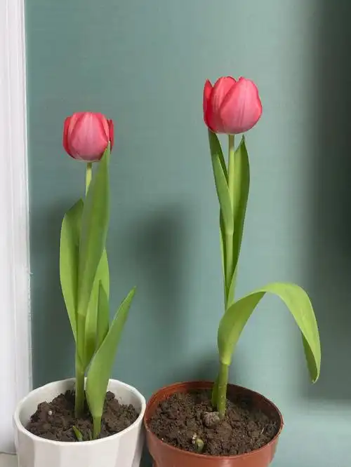 我种的郁金香开花啦