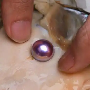 珍珠蚌活体天然淡水珍珠爱迪生紫霞仙子单珠蚌直播活体开蚌取珍珠私人