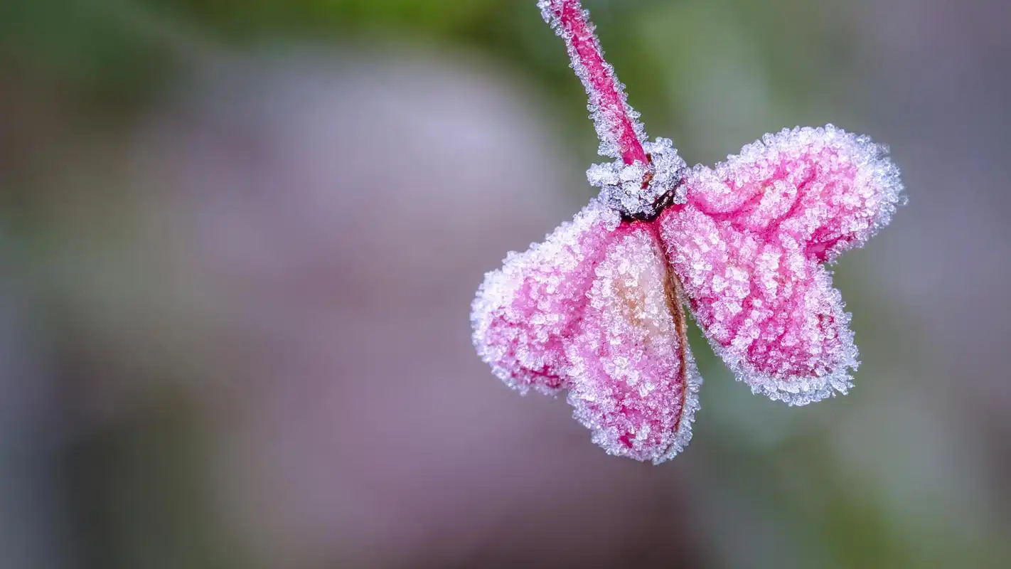 小清新简约花朵高清桌面壁纸