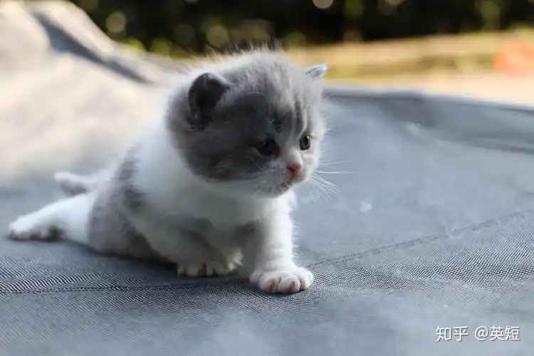 双血统英短01松子x小冰冰短毛猫蓝白配三花生的小猫照片