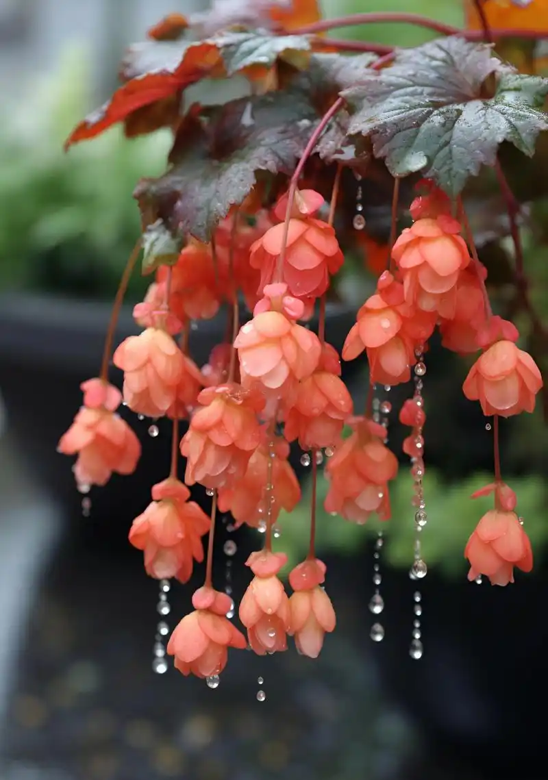 "这样好看的秋海棠花,当然要分享给可爱的你啦! 676767