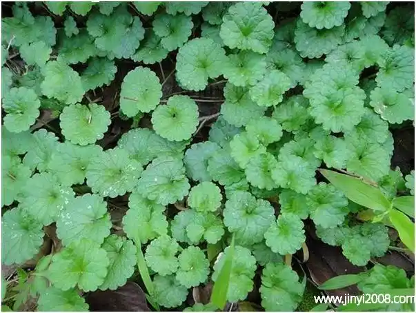 金钱草的作用功效与作用