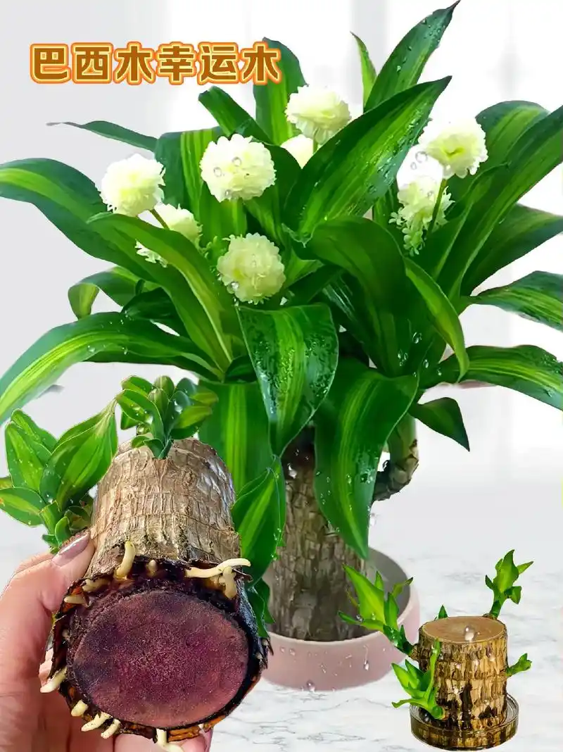 水培植物——巴西木