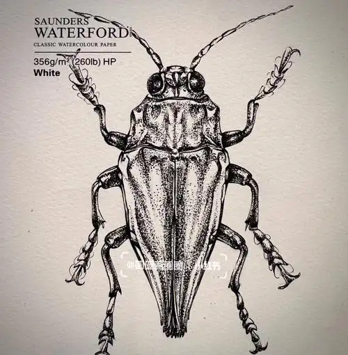 针管笔手绘昆虫系列附步骤