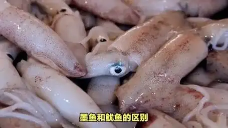 墨鱼和鱿鱼的区别,五个方面告诉你为什么它们不一样!