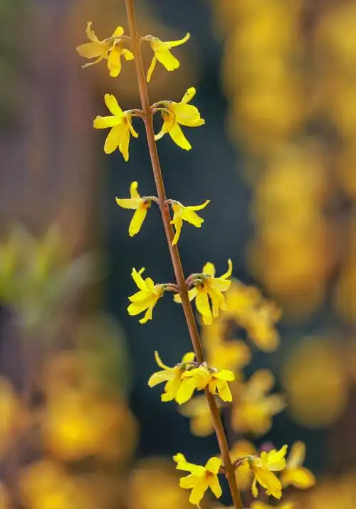 迎春花因其在百花之中开花最早, 花后即迎来百花齐放的春天而得名