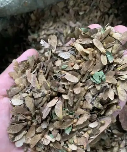 鸡爪槭种子