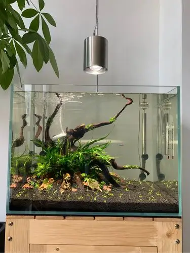 60草缸开缸纪念 - 水草造景 - cta南美水族 - powered by discuz!